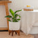 A white planter with green plants is placed on a beige carpet, next to a white table with a basket of lemons on it. 