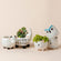 A set of five small planters are displayed in a staggered way. All planters are made of premium ceramic and in different animal shapes.