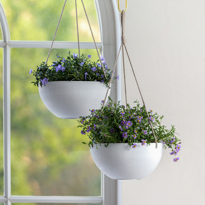 Two white pots are planted with purple daisies and hanging on the ceiling. The window with a green outdoor view is in the background.