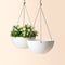 The set of two white planters is hanging on the wall with ropes. White daisies are planted in the pot.