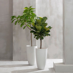 Two tall pots are displayed in a gray space, holding beautiful greenery.